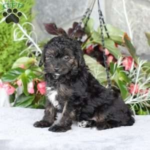 Rhett, Yorkie Poo Puppy